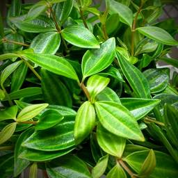 Beetle Peperomia
