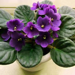 African violet