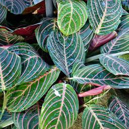 Fascinator Prayer Plant