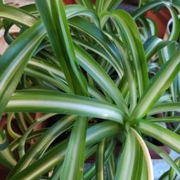 Ocean Spider Plant