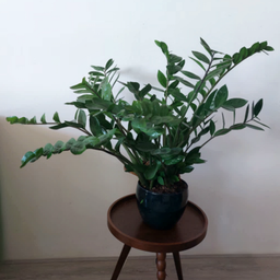 ZZ plant