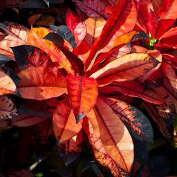 Croton