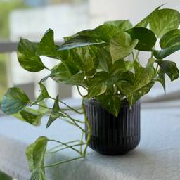 Golden Pothos