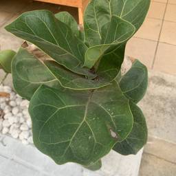 Bambino Fiddle Leaf Fig