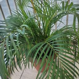 Areca palm