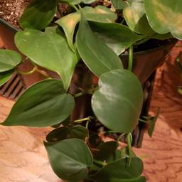 Heartleaf philodendron
