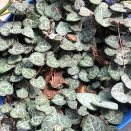 String of Hearts