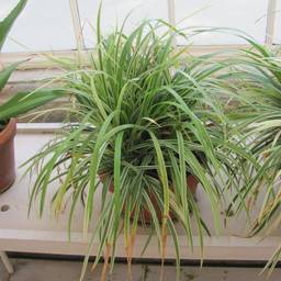 Spider plant