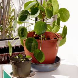 Chinese money plant