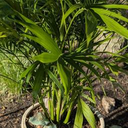 Parlor palm