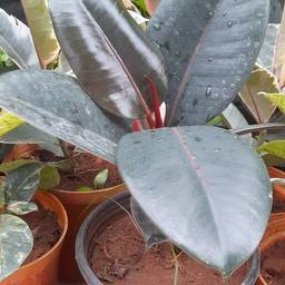 Burgundy Rubber Tree