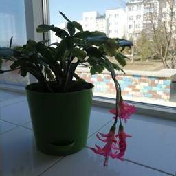 Christmas Cactus