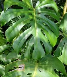 Swiss cheese plant (Monstera)