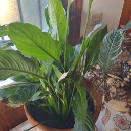 Peace lily