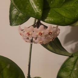 Wax plant (Hoya)