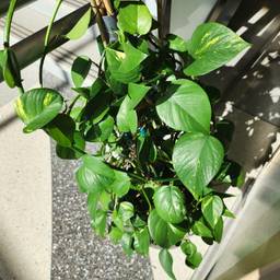 Golden pothos