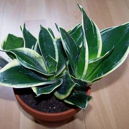 Bird's Nest Snake Plant