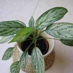 Chinese evergreen