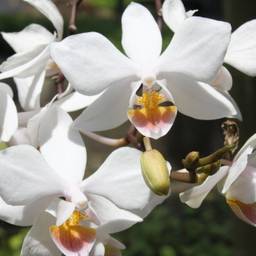 Aphrodite Moth Orchid