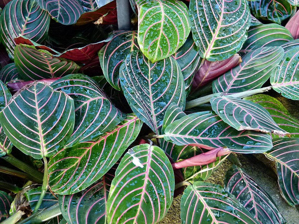 Fascinator Prayer Plant