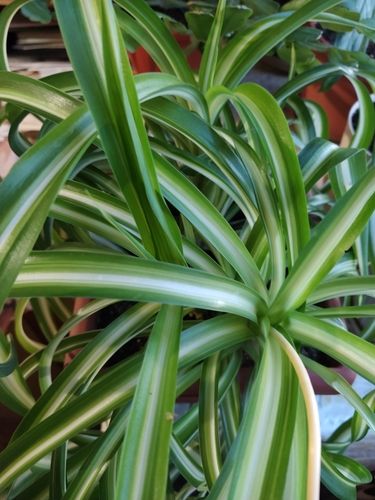 Ocean Spider Plant