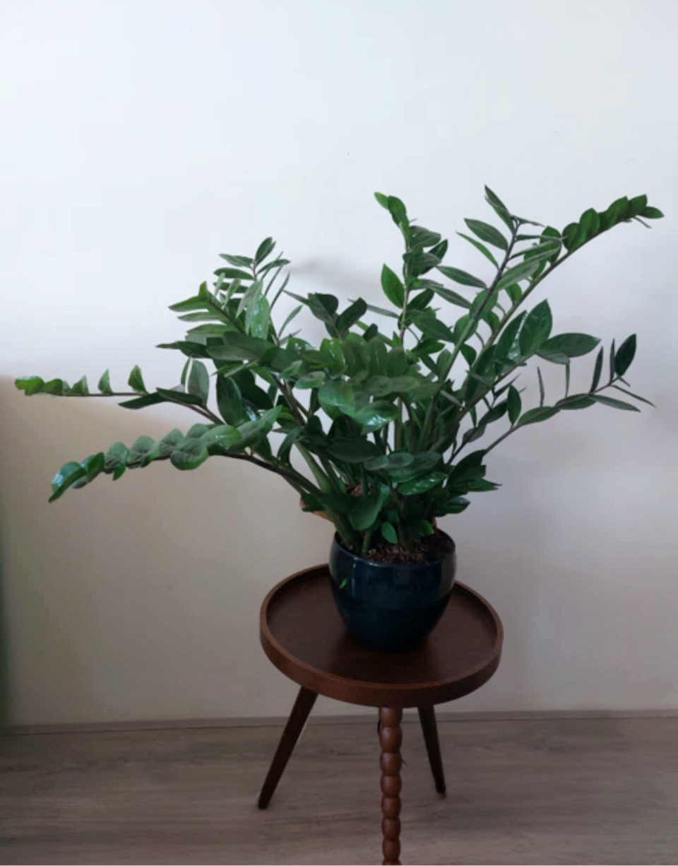 ZZ plant