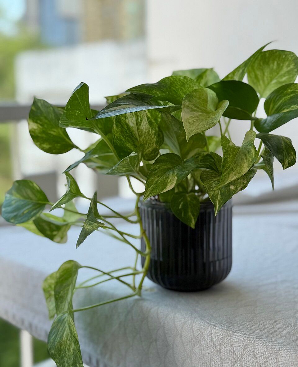 Golden Pothos