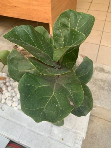 Bambino Fiddle Leaf Fig