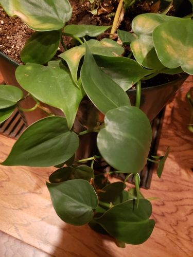 Heartleaf philodendron