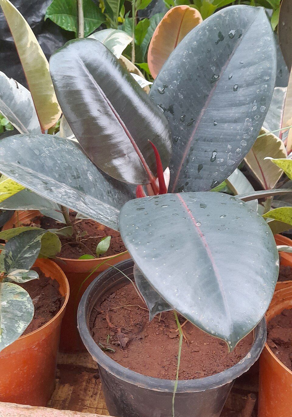 Burgundy Rubber Tree