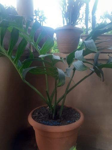 Swiss cheese plant (Monstera)