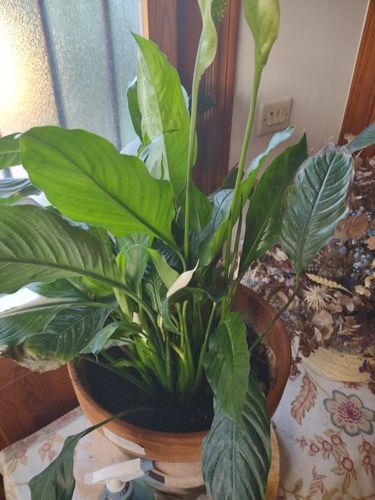 Peace lily