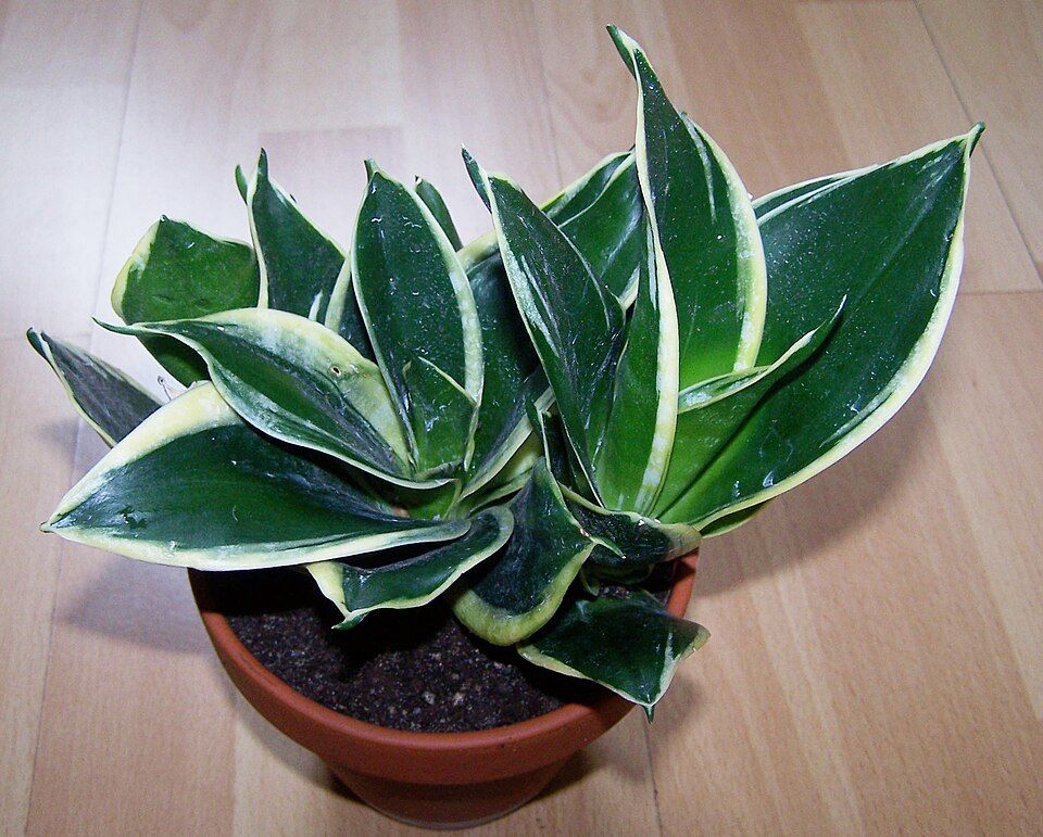 Bird's Nest Snake Plant